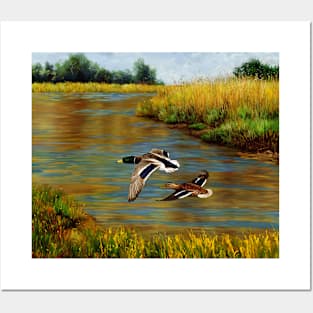 Mallard Ducks Flying Over Water in Wetlands Posters and Art